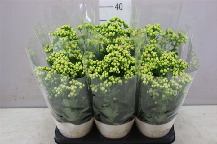 <h4>Kalanchoe Sunny Bright Pink</h4>
