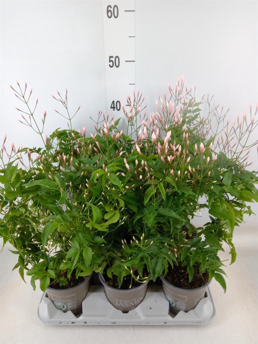 <h4>Jasminum polyanthum</h4>