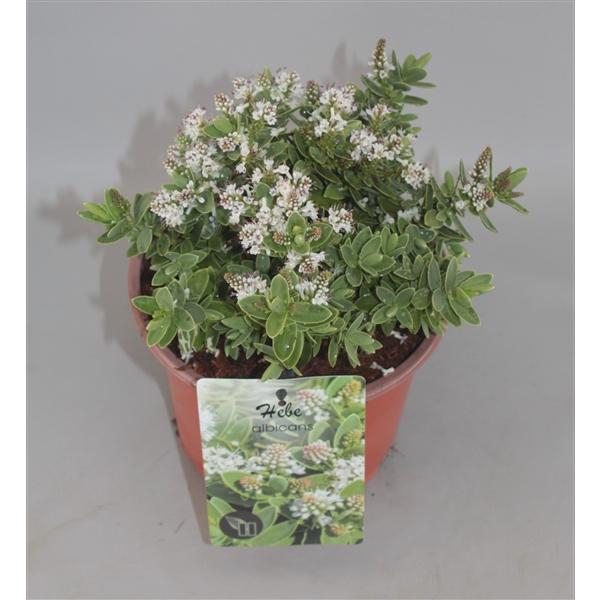 <h4>Hebe Albicans C2</h4>