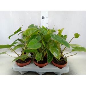 Philodendron   ...