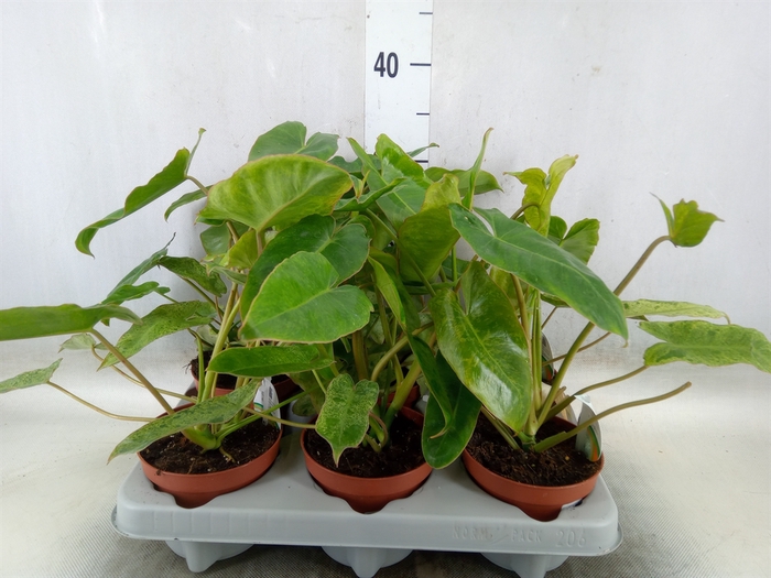 <h4>Philodendron   ...</h4>