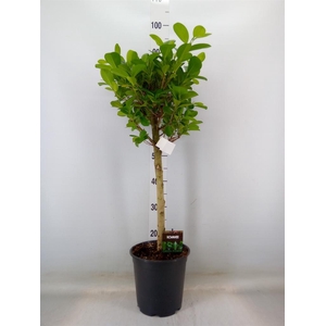 Ficus microcarpa 'Moclame'