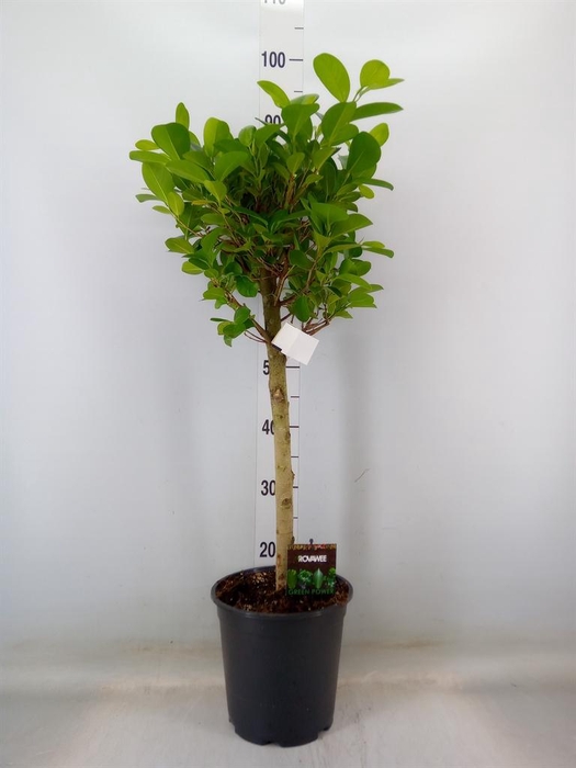<h4>Ficus microcarpa 'Moclame'</h4>