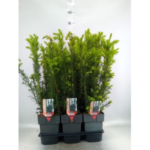 Taxus baccata   ...
