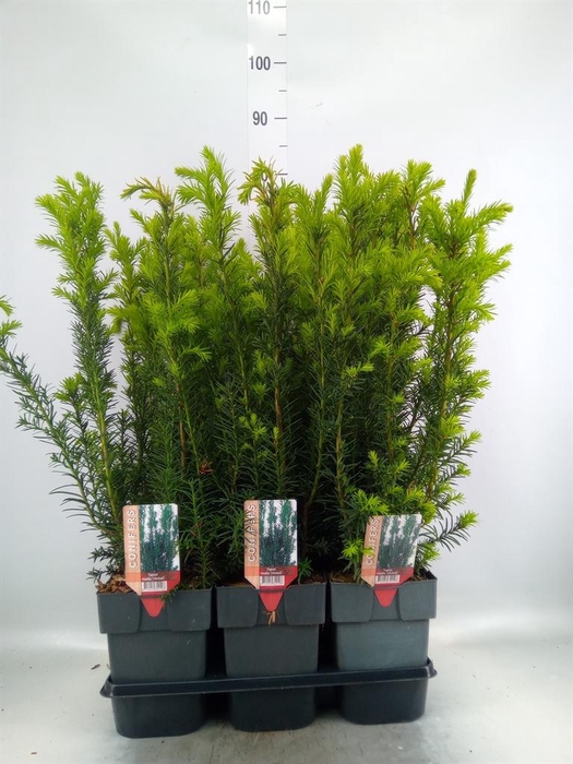 <h4>Taxus baccata   ...</h4>