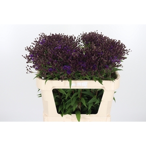 Vernonia Crinita