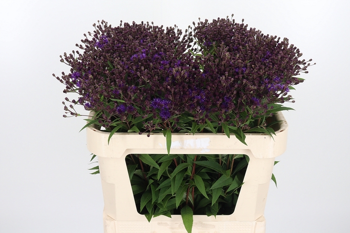 <h4>Vernonia Crinita</h4>