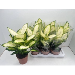 Dieffenbachia Camilla 17Ø 50cm