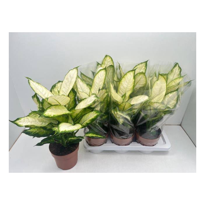<h4>Dieffenbachia Camilla 17Ø 50cm</h4>