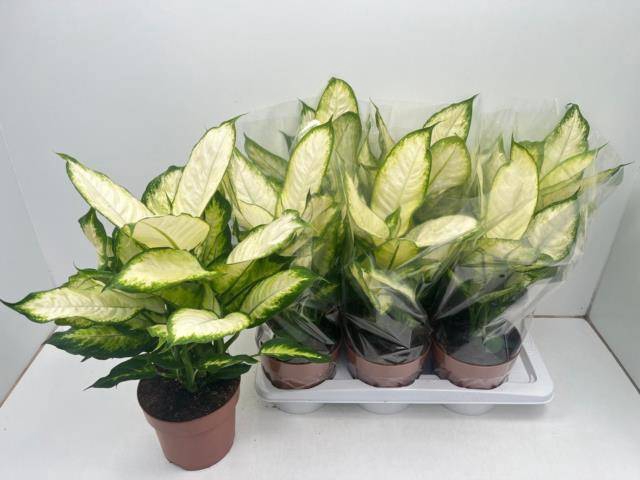 Dieffenbachia Camilla 17Ø 50cm