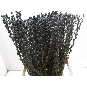 Salix Katje Zwart L70