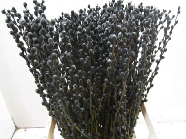 <h4>Salix Katje Zwart L70</h4>