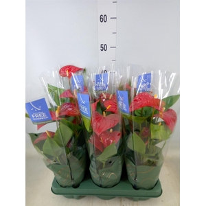 Anthurium andr. 'Karma Red'