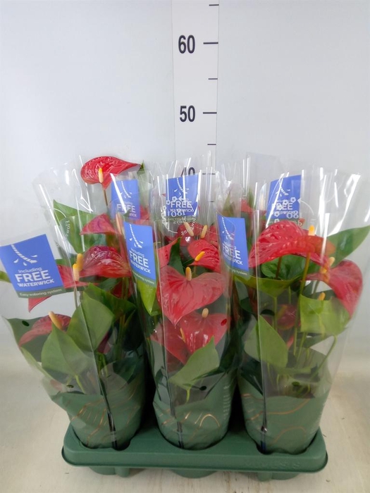 <h4>Anthurium andr. 'Karma Red'</h4>