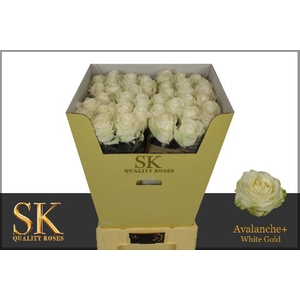 R Gr Avalanche White Super Sk