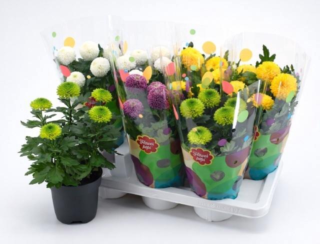 <h4>CHRYS FP GEM</h4>