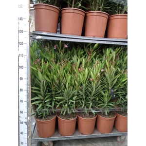 Nerium oleander   ...