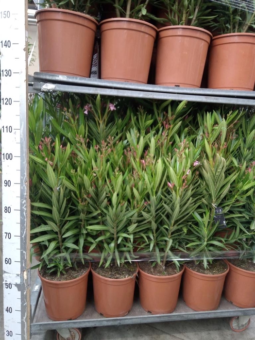 <h4>Nerium oleander   ...</h4>