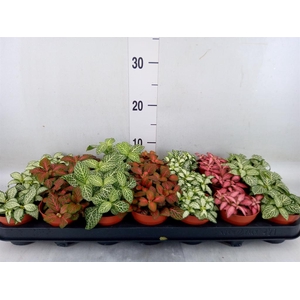 Fittonia   ...mix 7