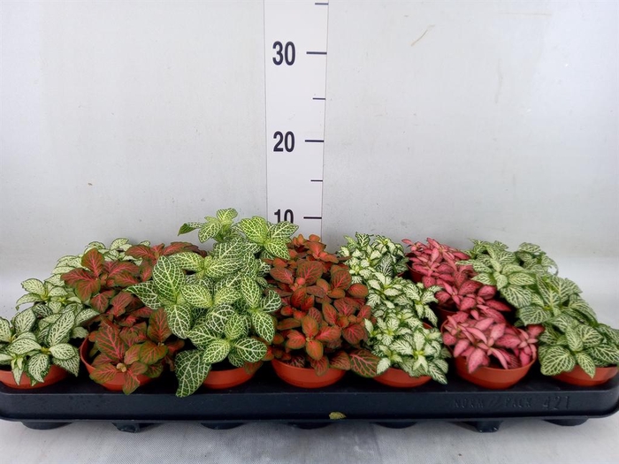 <h4>Fittonia   ...mix 7</h4>