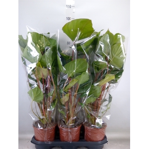 Homalomena rubescens 'Maggy'