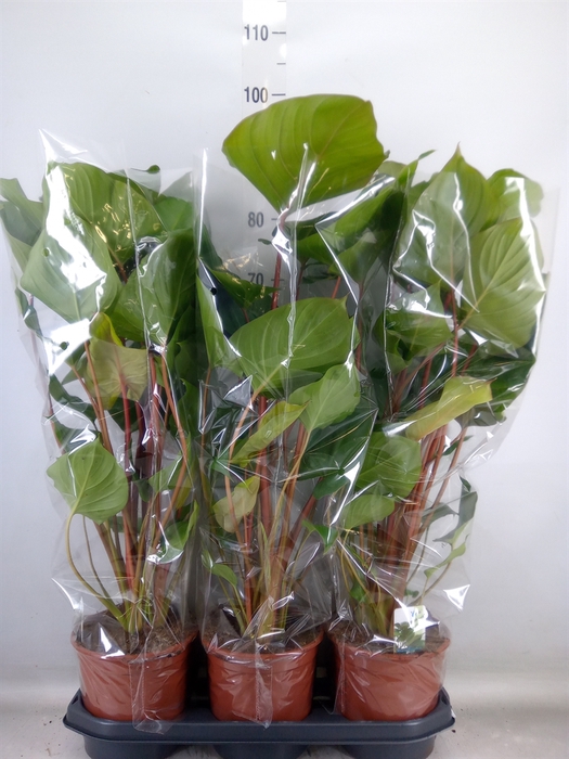 <h4>Homalomena rubescens 'Maggy'</h4>