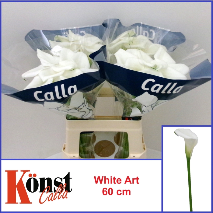 <h4>ZANT WHITE ART</h4>