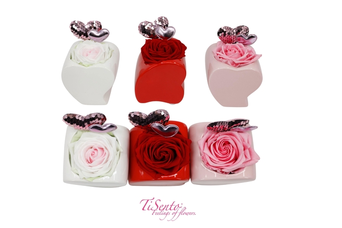 <h4>ARR ROSA POT H%</h4>