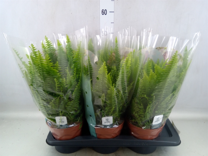 <h4>Nephrolepis exal. 'Green Lady'</h4>