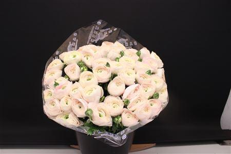 <h4>Cloni Super Hanoi</h4>