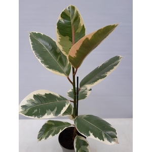 FICUS ELASTICA