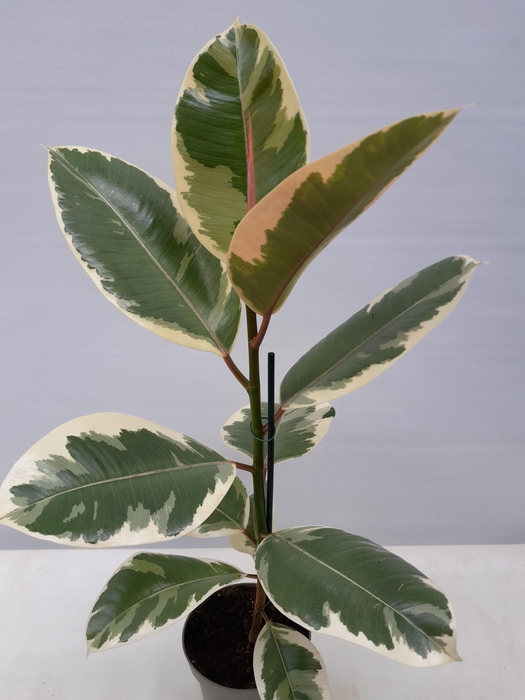 <h4>FICUS ELASTICA P12 TINEKE</h4>