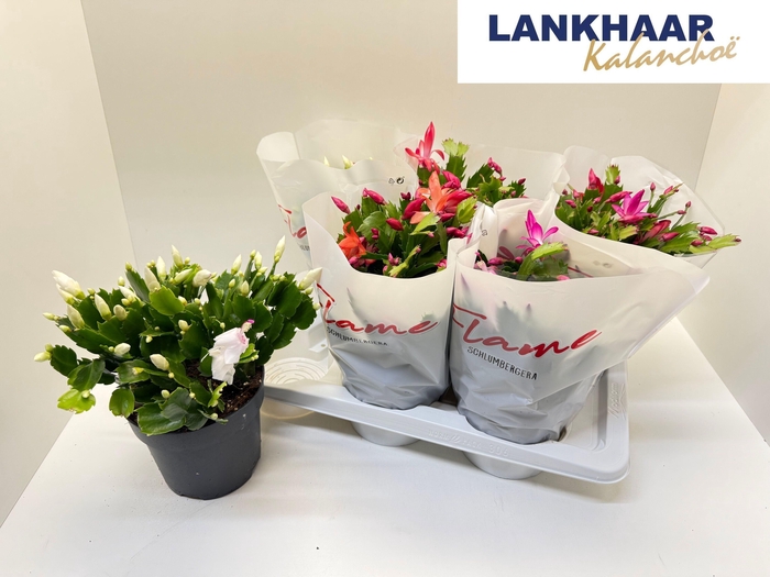 <h4>SCHLUMB FLAME GEM</h4>