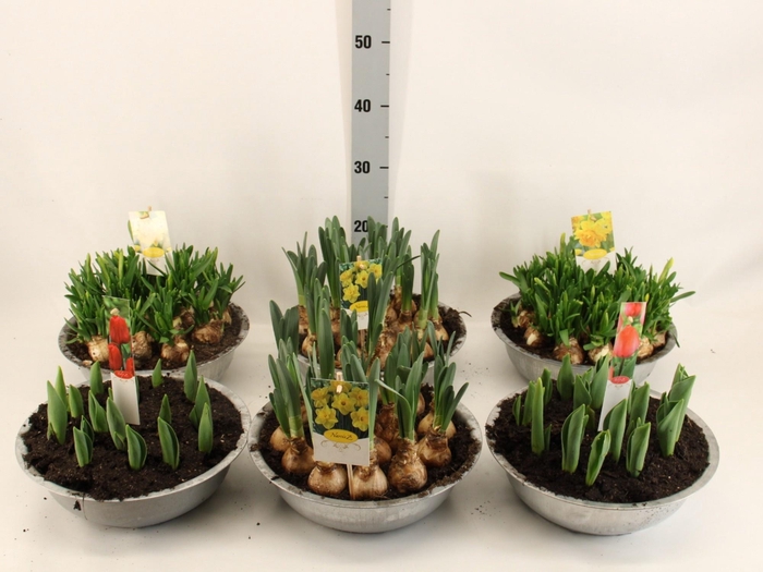 <h4>BOLBLOEMEN GEM</h4>