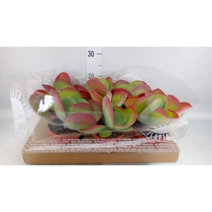 Kalanchoe NF thyrsiflora