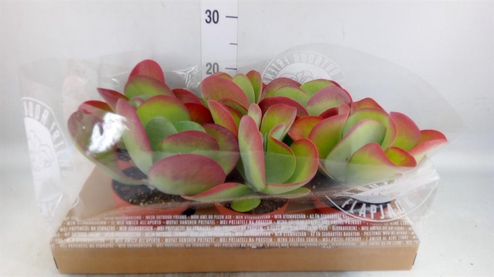 <h4>Kalanchoe NF thyrsiflora</h4>