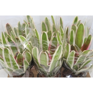 NEOREGELIA VARIADA P14