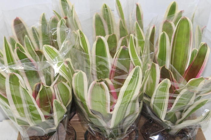 <h4>NEOREGELIA VARIADA P14</h4>