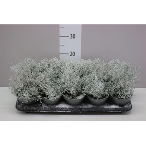 Calocephalus Br Challenge Snow