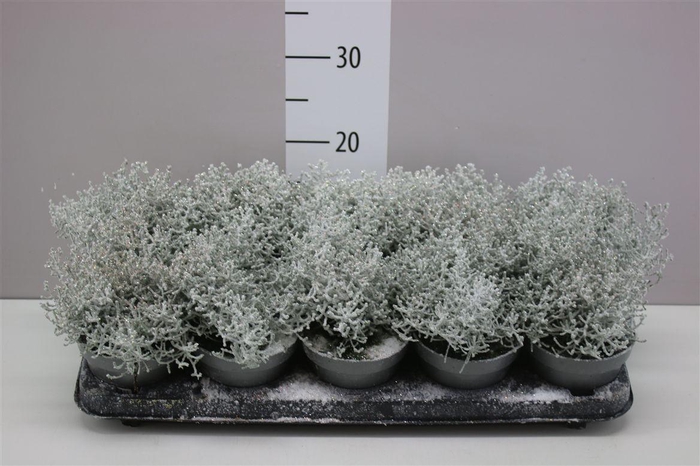 <h4>Calocephalus Br Challenge Snow</h4>