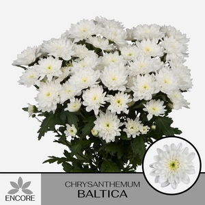 CHR T BALTICA
