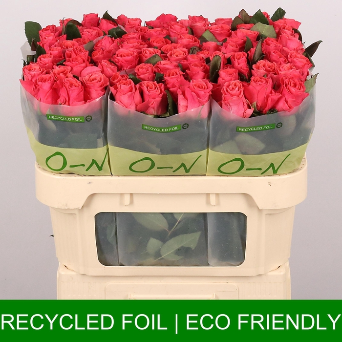 <h4>R GR PINK TACAZZI+</h4>