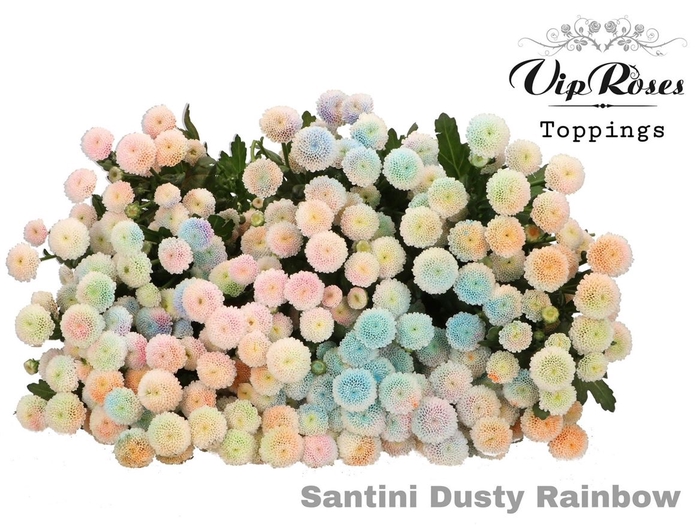 Chr S Vip Dusty Rainbow