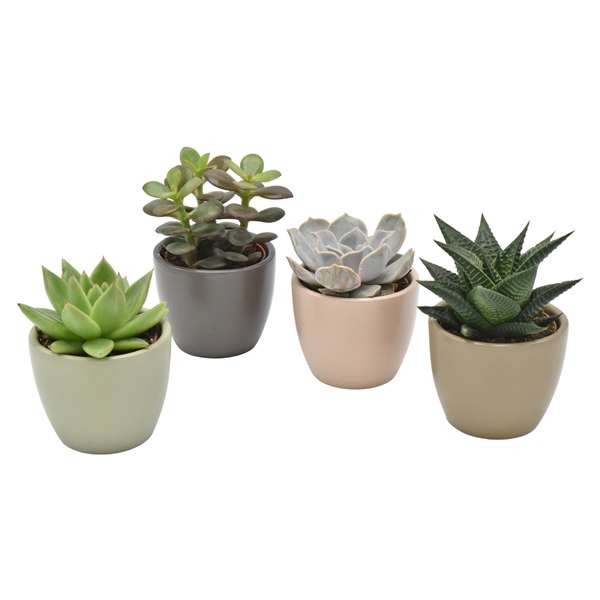 <h4>Succulenten gemengd 3 soorten</h4>