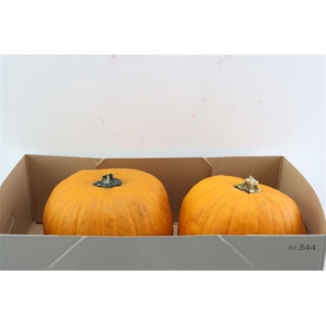 Sier Cuc P Maxima Halloween X2
