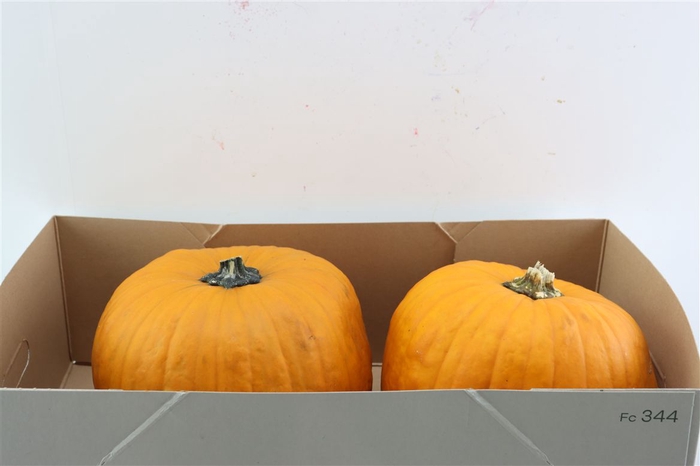 <h4>Sier Cuc P Maxima Halloween X2</h4>