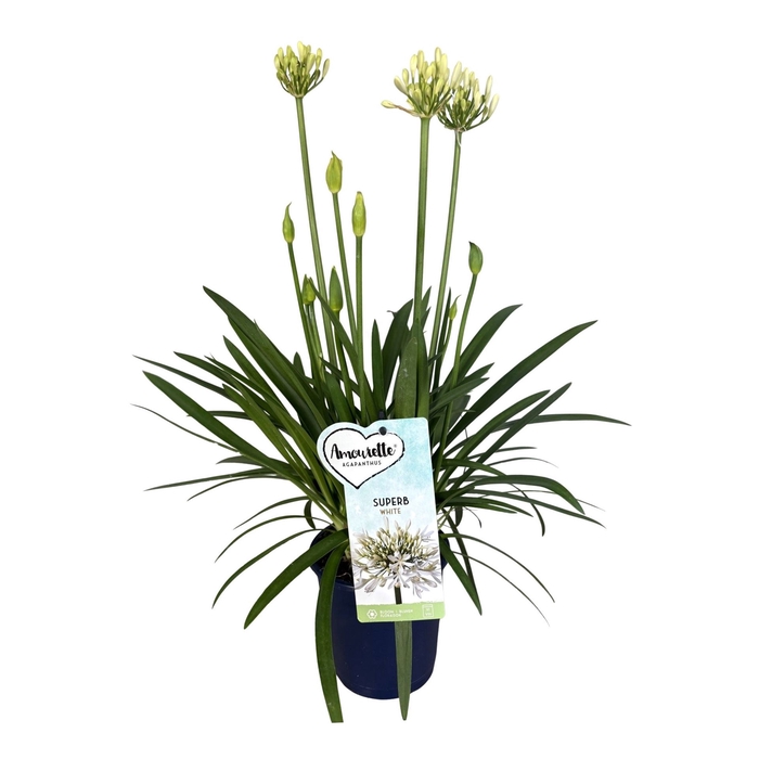 <h4>Agapanthus  'Amourette Superb Whit'</h4>