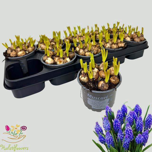 <h4>MUSCAR ARMENIACUM</h4>
