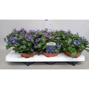 Ceratostigma plumbaginoides