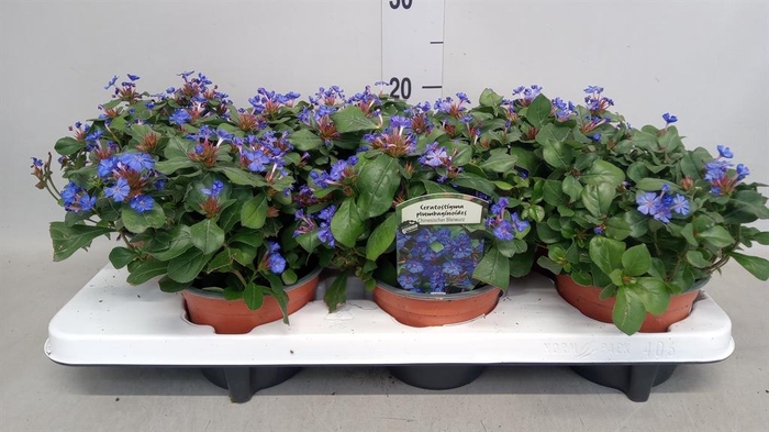 <h4>Ceratostigma plumbaginoides</h4>